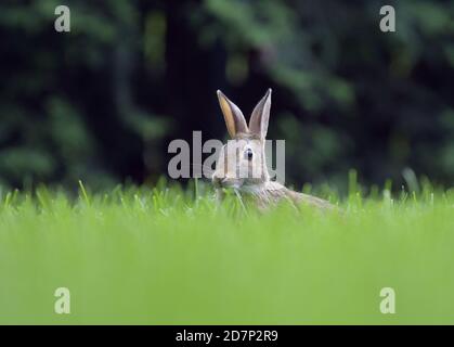 An Eastern Cottontail rabbit eating grass Stock Photo