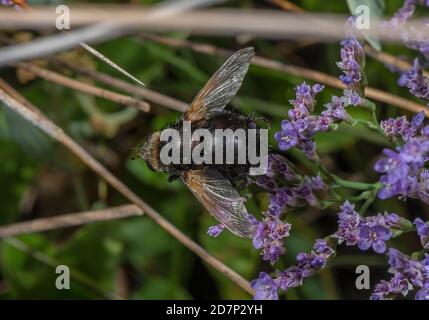 Giant tachinid fly Stock Photo - Alamy