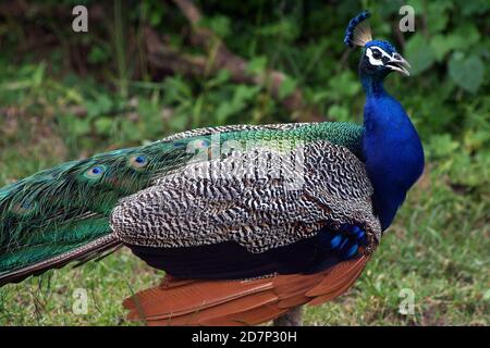 Indian Peafowl or Pavo cristatus or Indian Peacock at Gorumara national  park, Dooars, West Bengal, India Stock Photo - Alamy