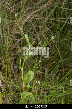 Brookweed, Samolus valerandi, in flower in saltmarsh-edge seepages. Dorset. Stock Photo