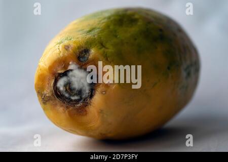 Papaya fruit with mold isolated on white Stock Photo