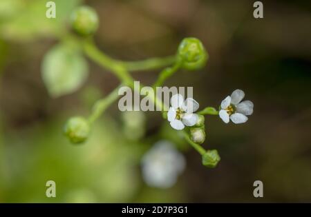 Brookweed, Samolus valerandi, in flower in saltmarsh-edge seepages. Dorset. Stock Photo