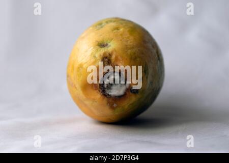 Papaya fruit with mold isolated on white Stock Photo