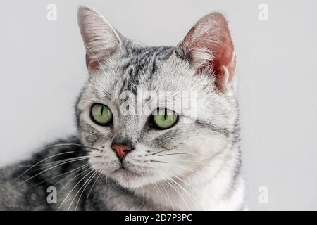 close up of American shorthair silver tabby cat