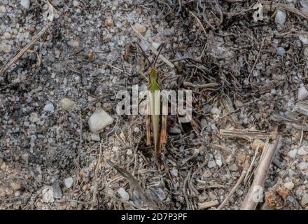 Green form of Common Field Grasshopper, Chorthippus brunneus, on heathland, Dorset. Stock Photo