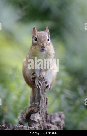 An Eastern chipmunk resting on a tree trunk in the summer Stock Photo