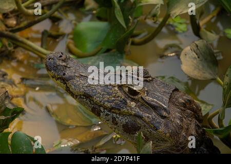 The great drought of Brazilian Pantanal 2020 Stock Photo