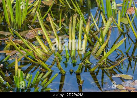 Water soldier, Stratiotes Aloides, in clean species-rich pond on Creech Heath, Dorset. Stock Photo