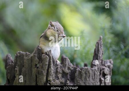An Eastern chipmunk grooming himself on a tree trunk Stock Photo