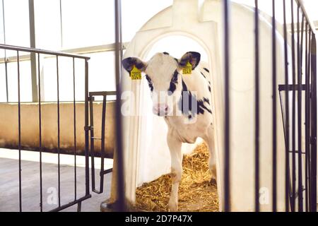 Calf with yellow ear tags looking at camera standing in barn on livestock farm in countryside Stock Photo