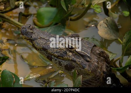 The great drought of Brazilian Pantanal 2020 Stock Photo