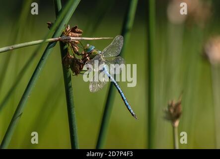 Male Emperor dragonfly, Anax imperator, with damaged wings, settled on bulrush, Dorset. Stock Photo