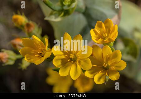 Yellow-wort, Blackstonia perfoliata, in full flower in bright sunshine, Dorset. Stock Photo