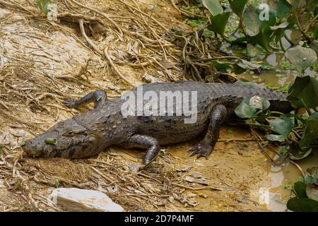 The great drought of Brazilian Pantanal 2020 Stock Photo