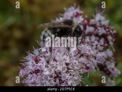 Male Field cuckoo bumblebee, Bombus campestris, feeding on Marjoram flowers. Chalk grassland, Hants. Social parasite on Carder Bees. Stock Photo