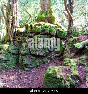 Ancient Yew Tree burrows Through Limestone close to the Dvils's Pulpit in the Wye Valley. Stock Photo