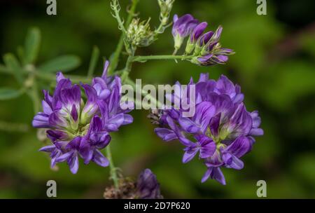 Lucerne, Medicago sativa ssp. sativa, in flower on field edge. Hampshire. Stock Photo