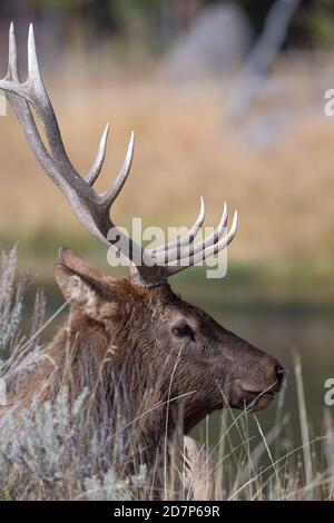 Bull elk resting by a river in Yellowstone National Park. Stock Photo