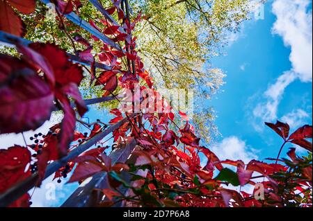 View from below past red leaves of wild grapevine to a blurred birch tree against a blue sky. The focus lies on the top leaves of the red wine. Stock Photo