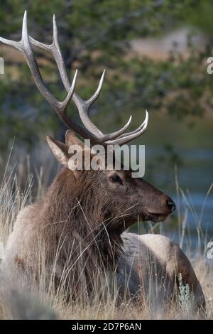 Bull elk resting by a river in Yellowstone National Park. Stock Photo