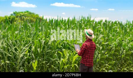 Farmer using digital tablet computer in cultivated corn field plantation. Modern technology application in agricultural growing activity. Concept Imag Stock Photo