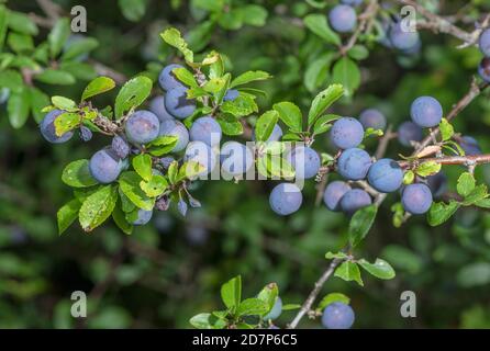 Ripe sloes, on Blackthorn, Prunus spinosa, in late summer hedgerow. Stock Photo