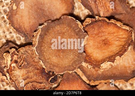 Devil's Claw (Harpagophytum procumbens), African medicinal plant, against osteoarthritis Stock Photo