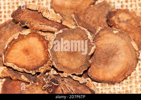 Devil's Claw (Harpagophytum procumbens), African medicinal plant, against osteoarthritis Stock Photo
