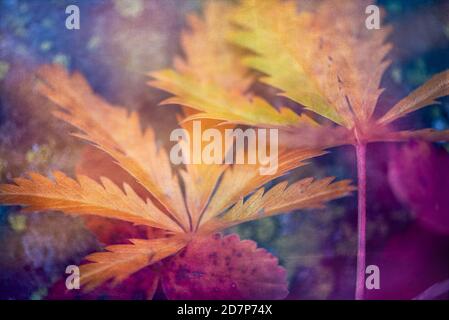 Orange and purple autumn leaves natural background. Stock Photo