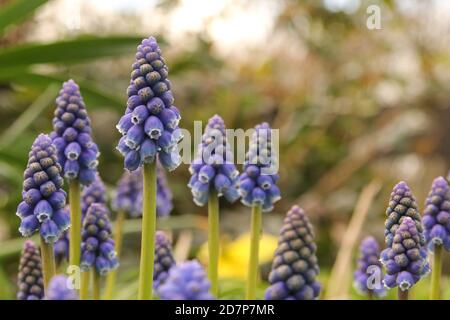 a group beautiful blue blooming grape hyacinths with a green and white background in the flower garden in springtime Stock Photo