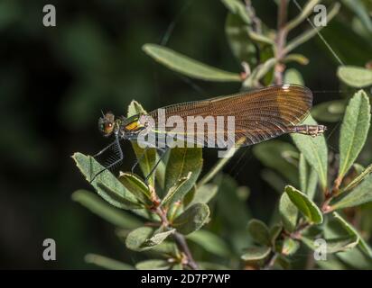 Female Beautiful Demoiselle, Calopteryx virgo, on bog-myrtle shrub by New Forest stream. Stock Photo