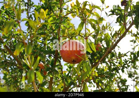 Pomegranate tree (Punica granatum) with ripening pomegranates on it Stock Photo