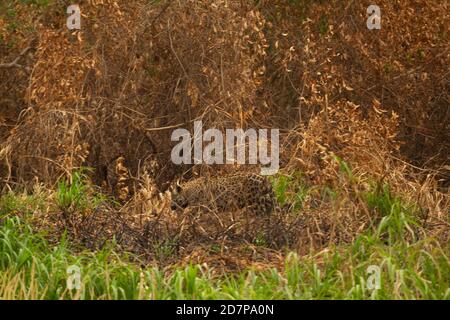 The great drought of Brazilian Pantanal 2020 Stock Photo