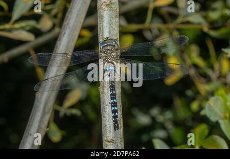 Migrant Hawker, Aeshna mixta, male, perched on stem, Somerset. Stock Photo