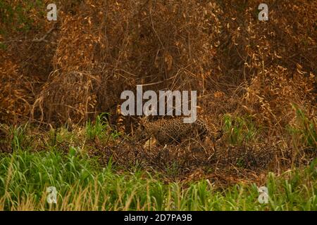 The great drought of Brazilian Pantanal 2020 Stock Photo