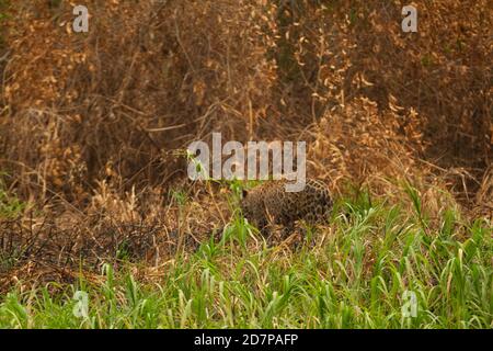 The great drought of Brazilian Pantanal 2020 Stock Photo