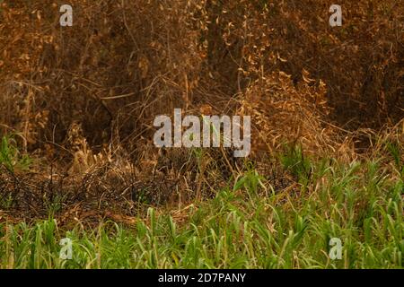 The great drought of Brazilian Pantanal 2020 Stock Photo