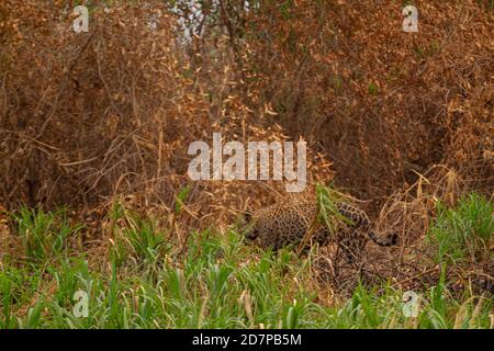 The great drought of Brazilian Pantanal 2020 Stock Photo