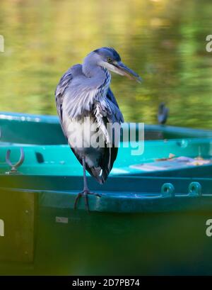 Grey Heron perched on a rowing boat Stock Photo