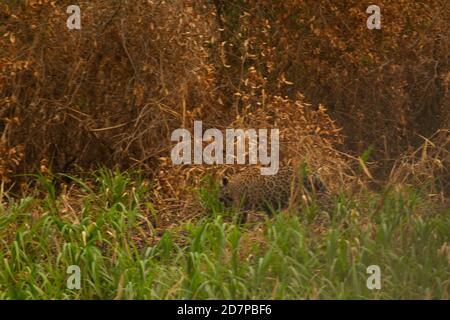 The great drought of Brazilian Pantanal 2020 Stock Photo