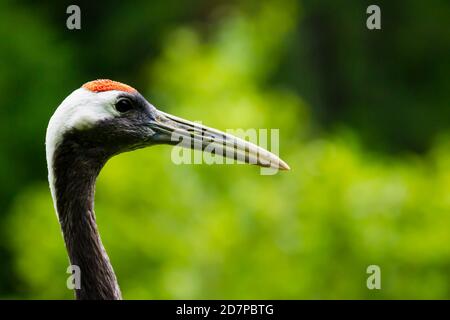 Portrait of a red-crowned crane. Symbol of luck, longevity and fidelity, is one of the rarest crane in the world Stock Photo