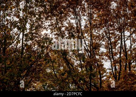 Afternoon sun shining through the canopy of early autumn trees in a park. Central Park, Chelmsford, Essex, UK. Sunlight through leaves Stock Photo