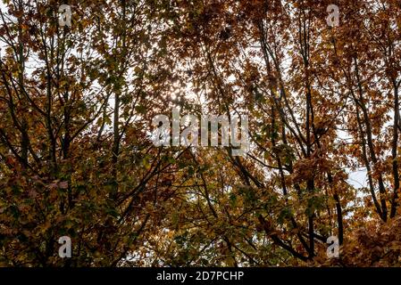 Afternoon sun shining through the canopy of early autumn trees in a park. Central Park, Chelmsford, Essex, UK. Sunlight through leaves Stock Photo