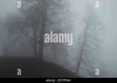 Dark and mysterious spooky forest shrouded in fog. Blurred surreal trees in mystical foggy landscape. Eerie gloomy forest mist.  Stock Photo