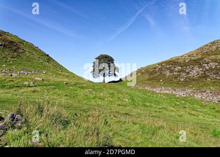 Hadrians wall at Sycamore Gap between Housesteads and Steel Rigg. Famous Sycamore tree is known as Robin Hood's Tree, Northumberland, England Stock Photo