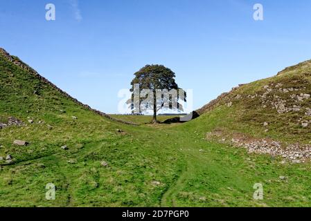 Hadrians wall at Sycamore Gap between Housesteads and Steel Rigg. Famous Sycamore tree is known as Robin Hood's Tree, Northumberland, England Stock Photo