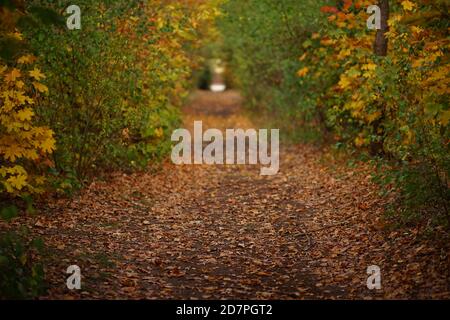 Autumn forest with different trees and dry brown eaves on the road Stock Photo