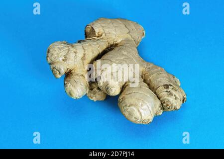 Whole root of fresh ginger on a blue background. Stock Photo