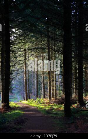 View through conifer trees late in the day Forest of Dean Stock Photo