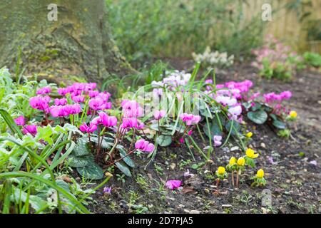 Pink cyclamens in flower, cyclamen coum in a garden border, UK Stock Photo